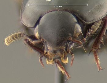 Media type: image;   Entomology 601345 Aspect: head frontal view